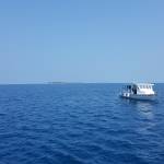 faber Profile Picture