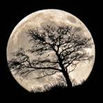 daniele red Profile Picture