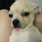 Francesco Aiazza Profile Picture