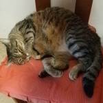 Mario Pandi Profile Picture